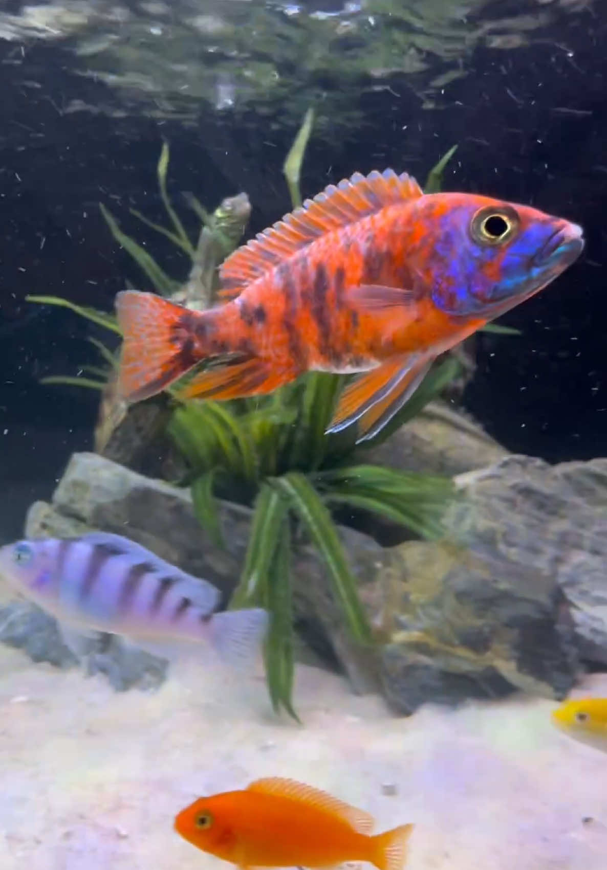 @Tommys_reptiles