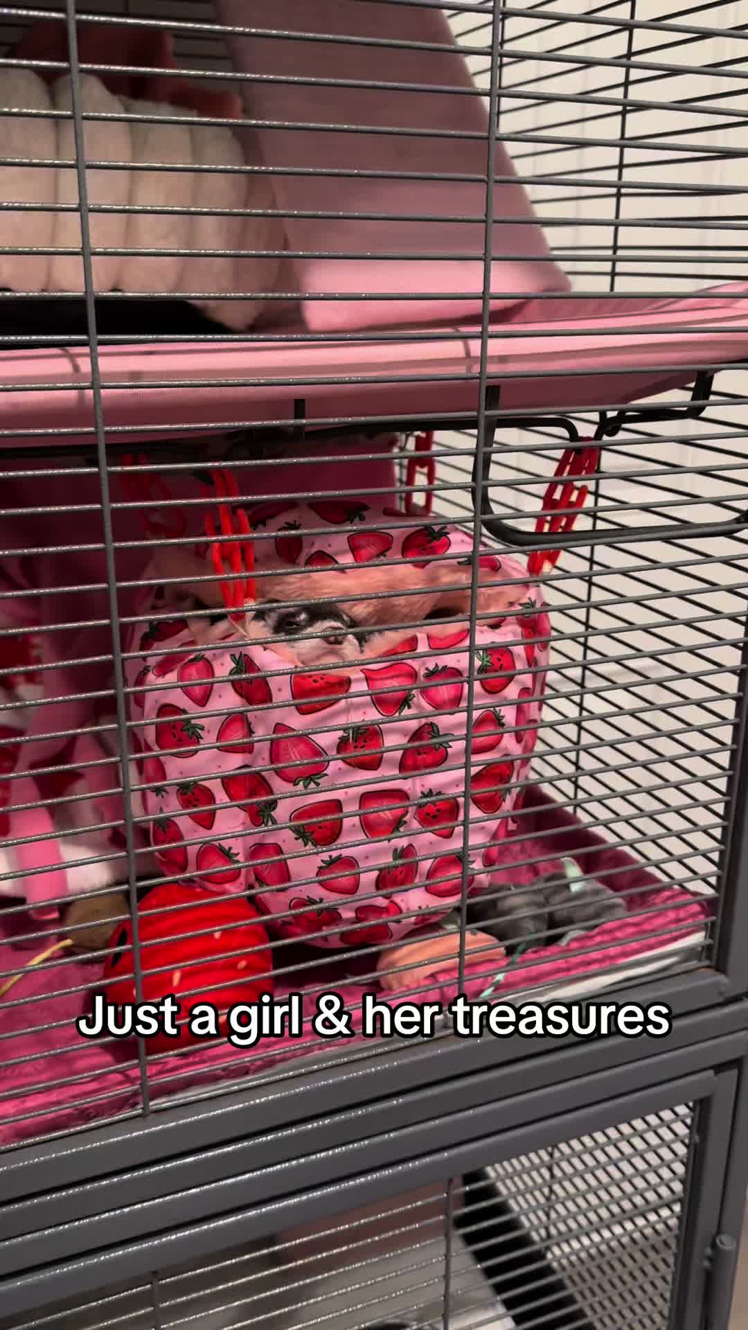 @Nugget & Pebbles