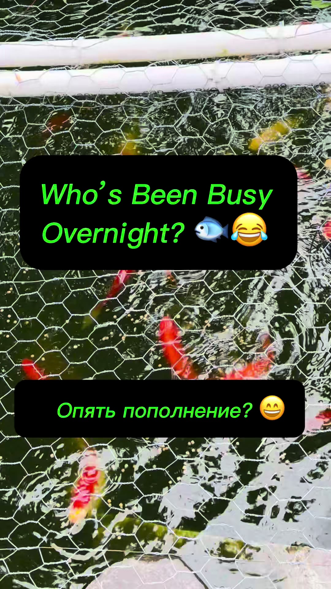 @Igor Stetsyuk