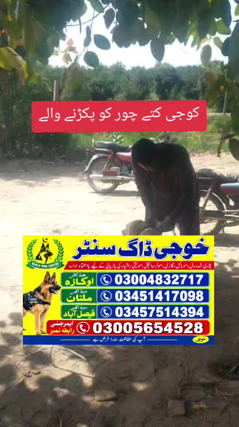 @khoji dog contact number