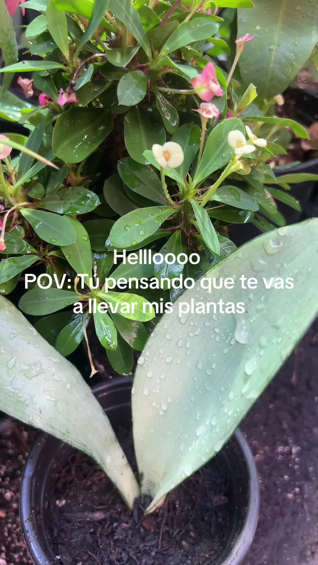 @Maria succulents 🕊️🐚