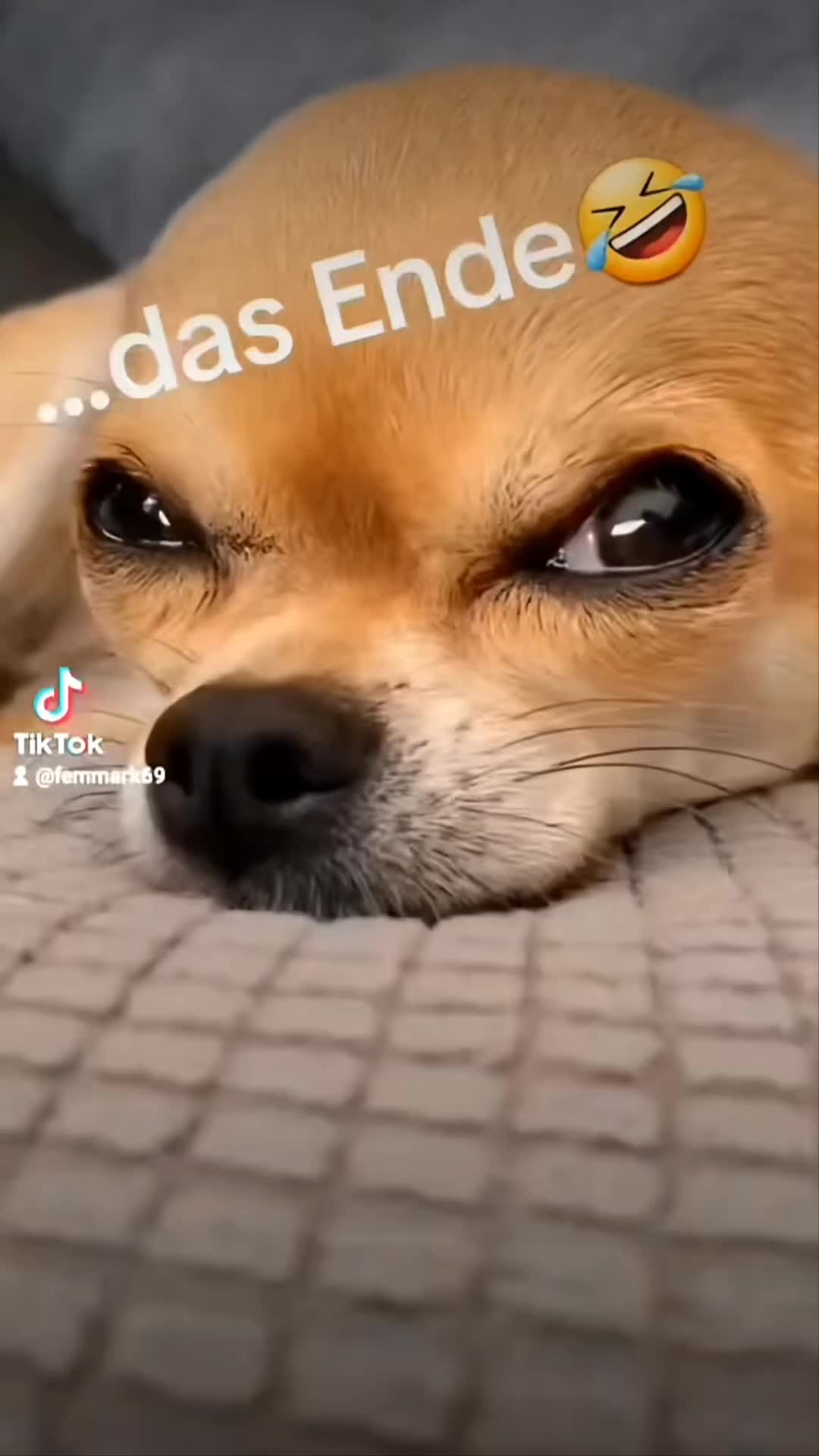@bienchen der mini chihuahua