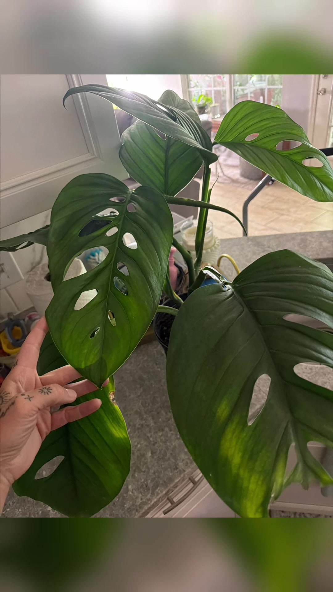 @paintedladyplants