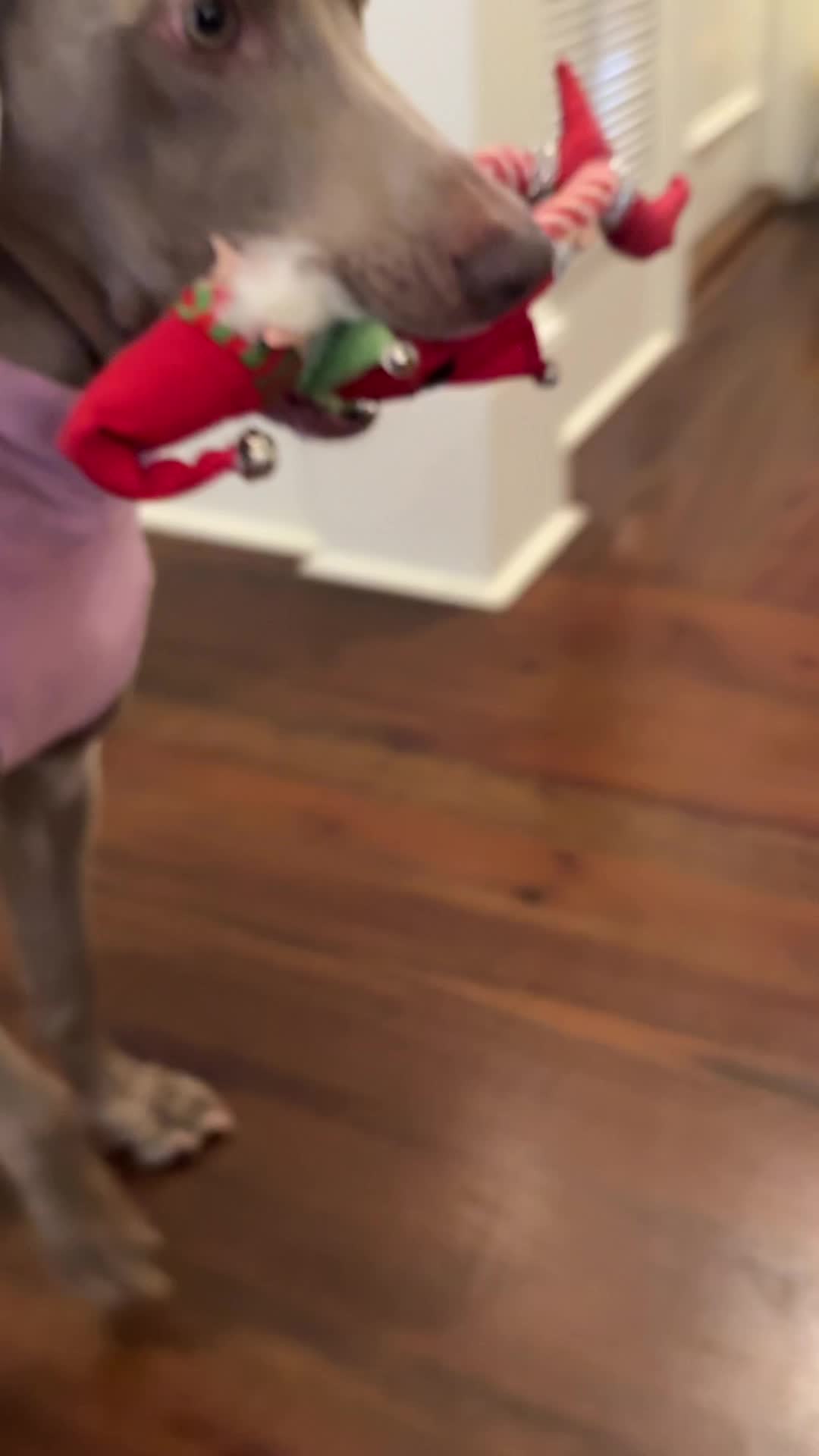 @Zoey the Weim