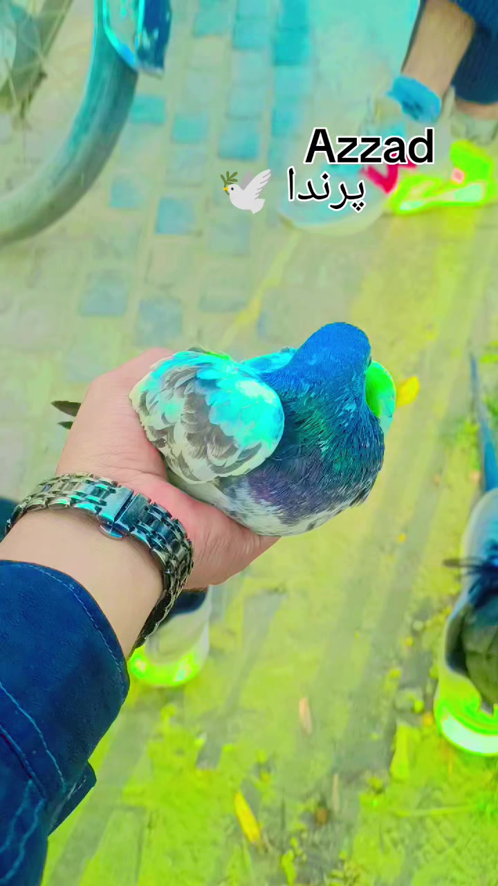 @💎عدنان⚜️(Dani)