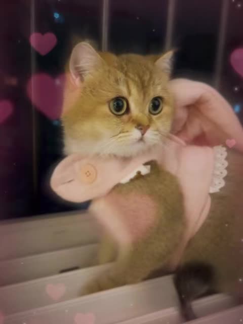 @VyyPilgrim72
