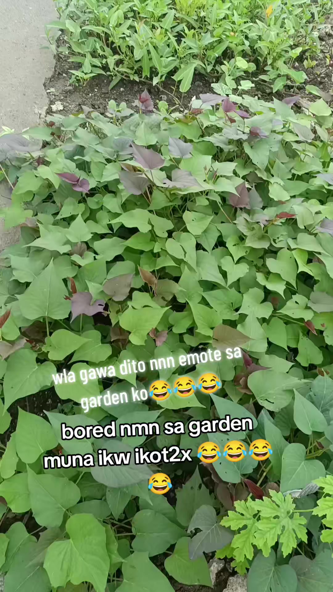 @✅💚✅lornz✅💚✅