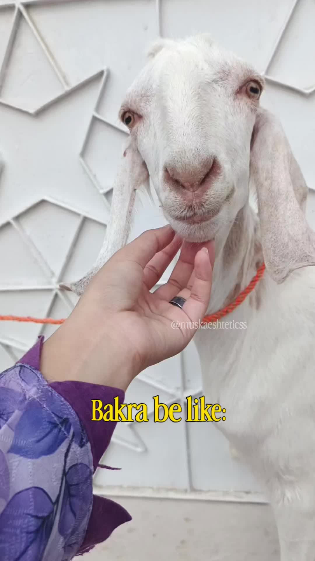 @MuskanImranSaya