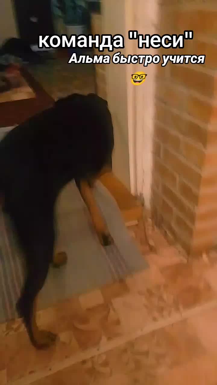 @̴Д̴О̴Б̴Е̴Р̴М̴А̴Н ̴А̴Л̴Ь̴М̴А🖤