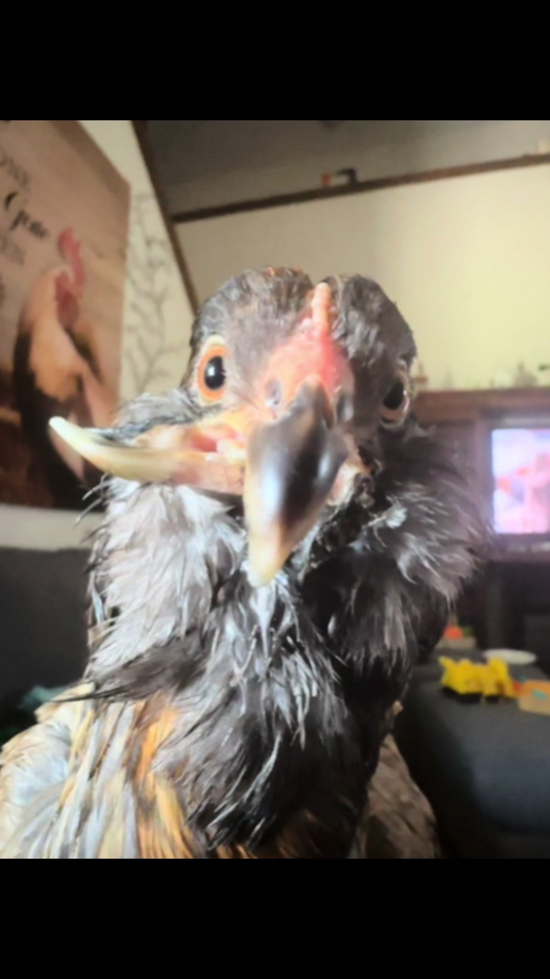 @Crazychickennurse