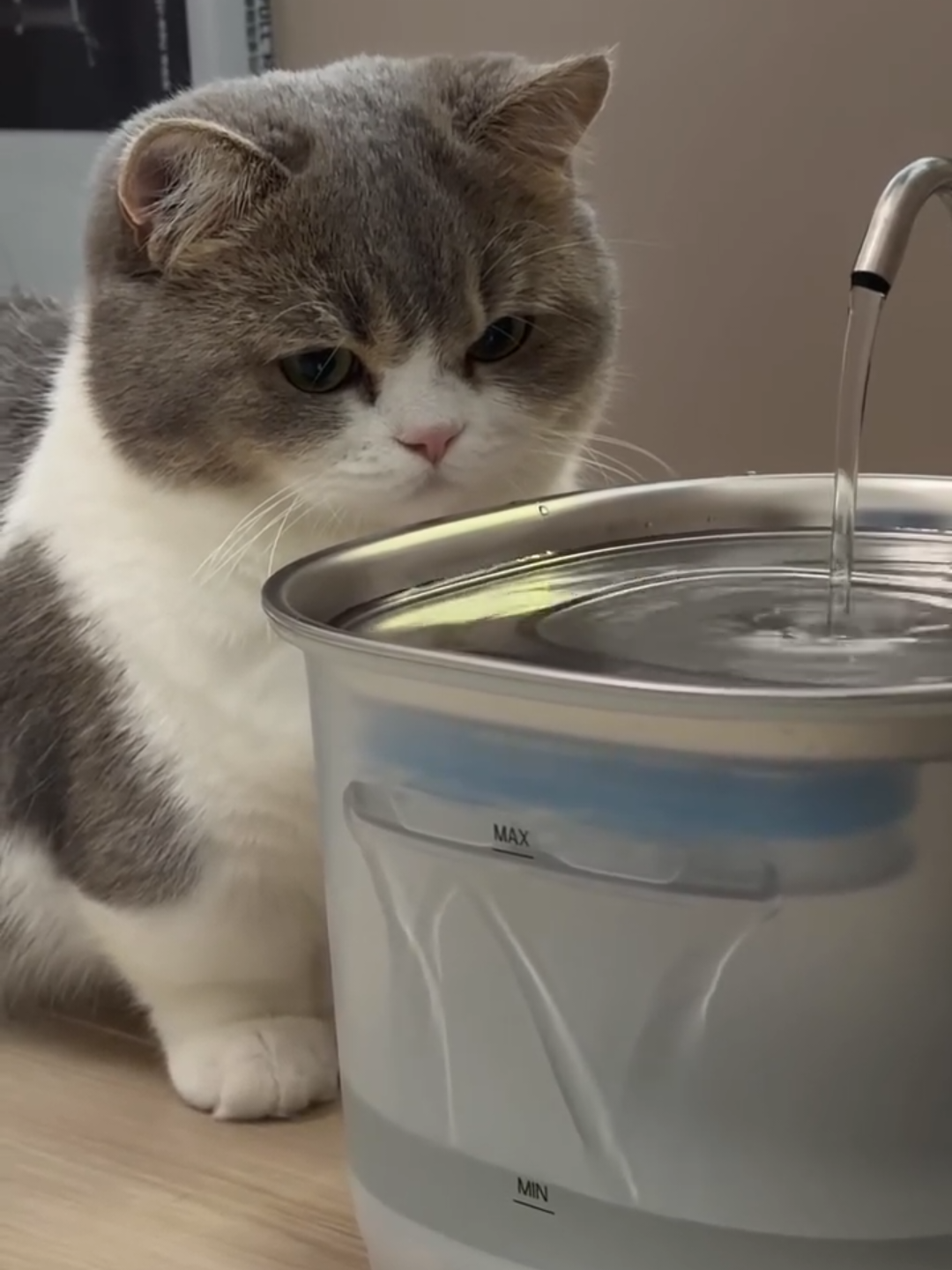 @Chonky World Of Cats