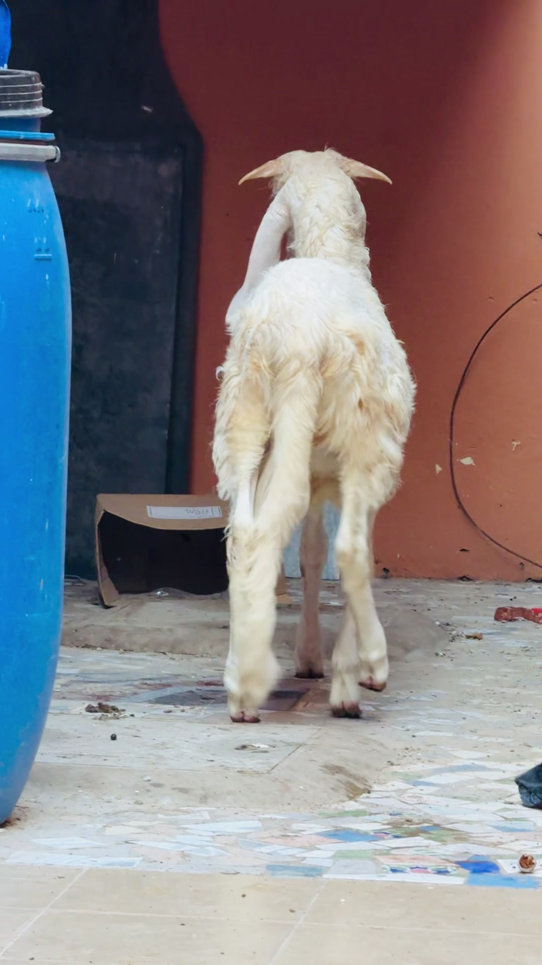 @L &eacute;levage de beug borom touba