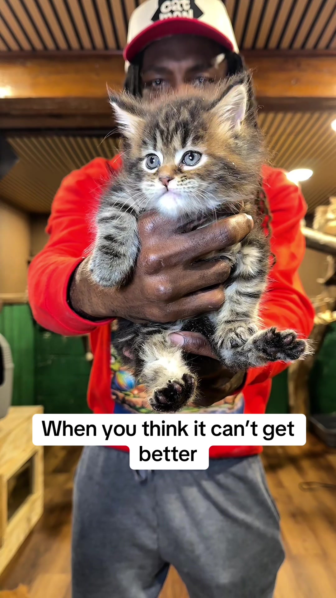 @Tycoon_Mainecoons