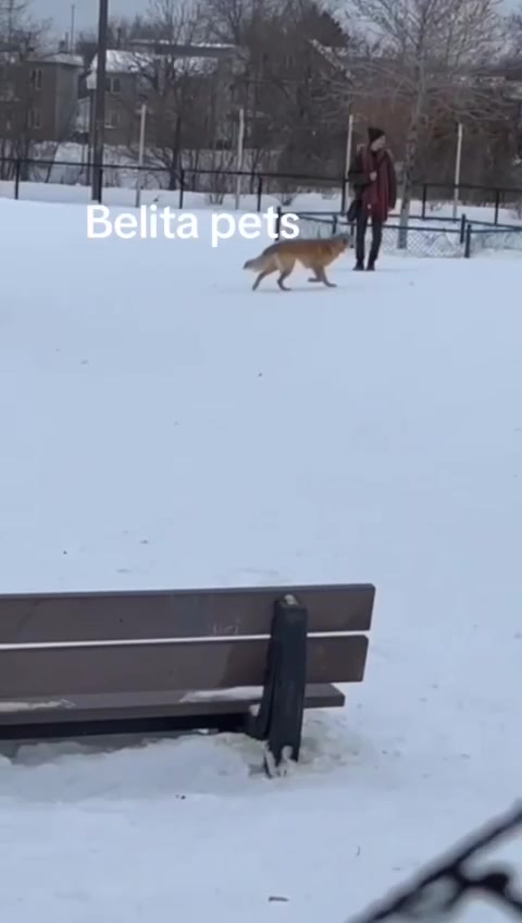 @BelitaPets
