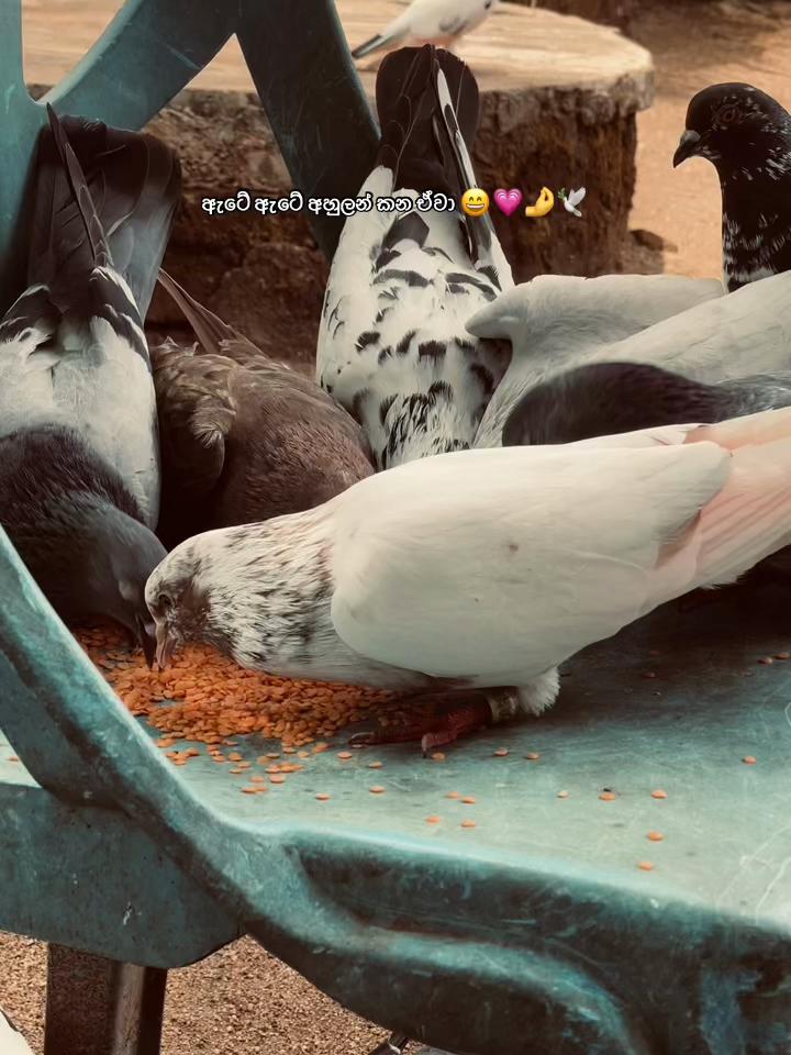 @[H a s h i 👣🦋]^[