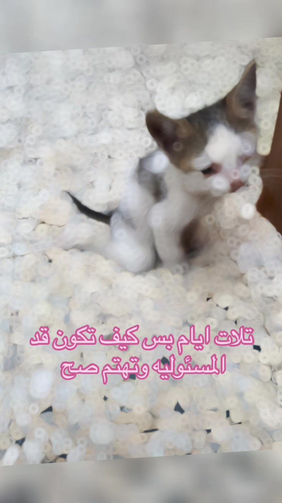 @Shayma HellCat