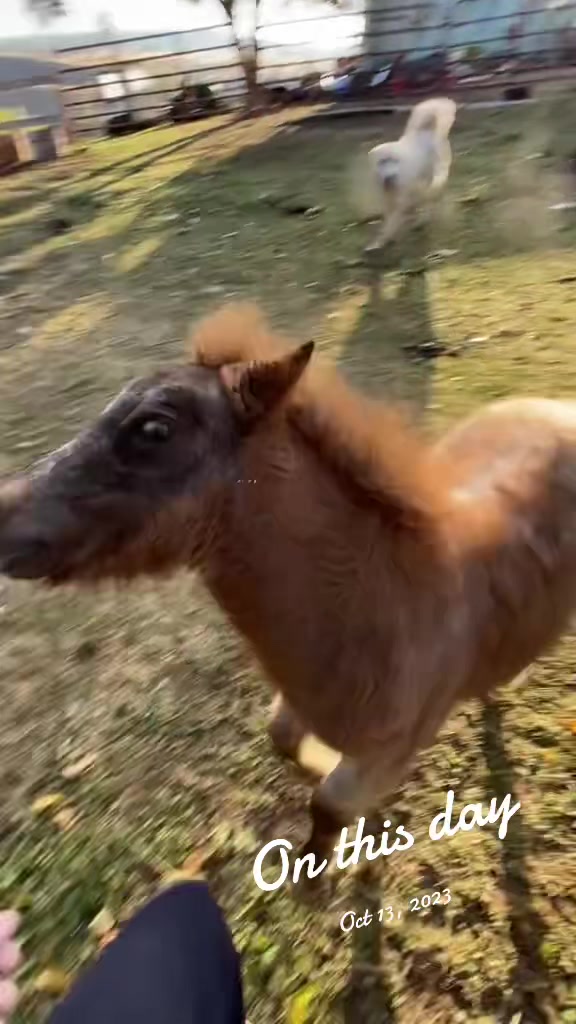 @Hot Sauce the Mini horse 🐎