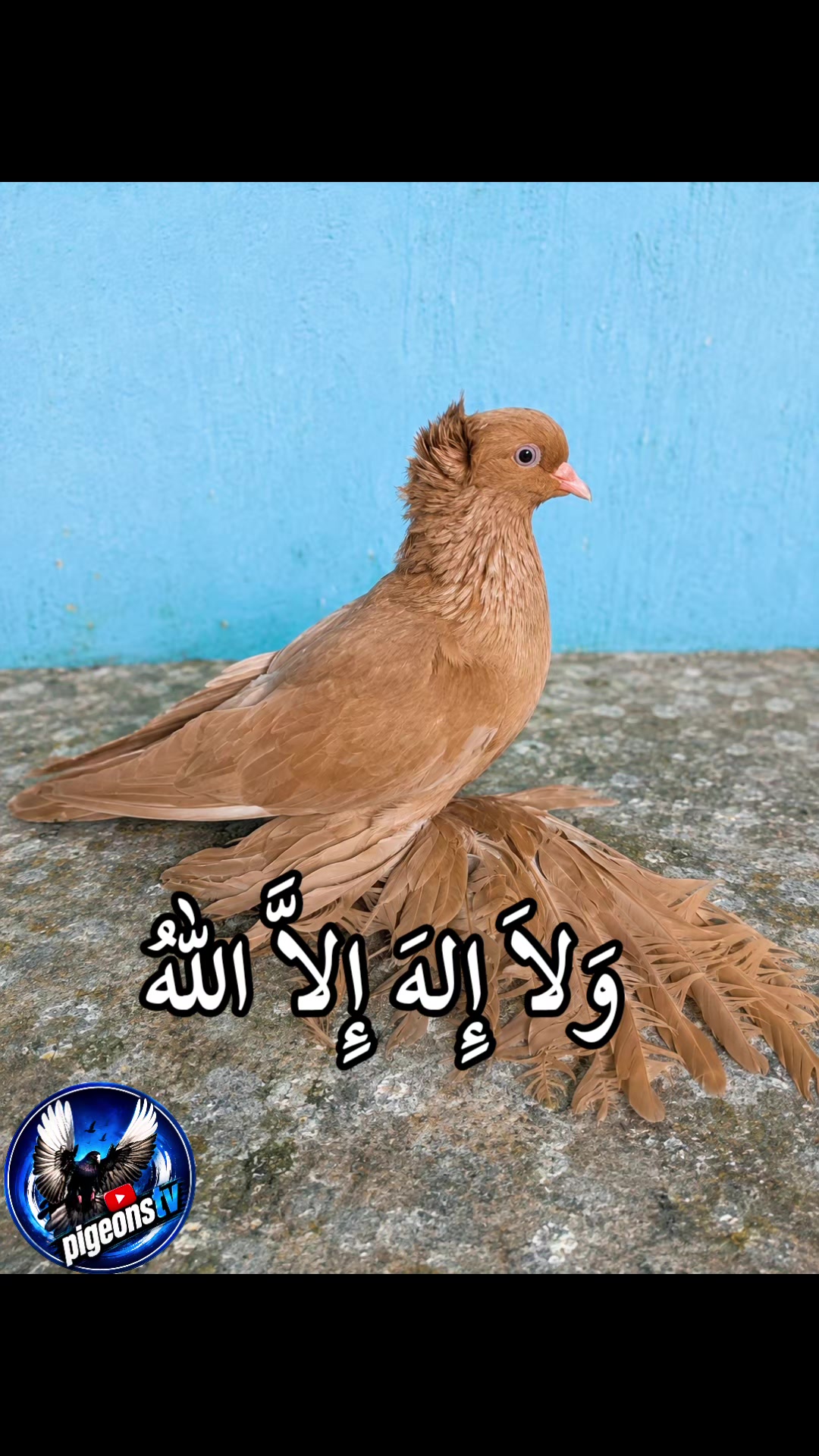 @Pigeons Tv