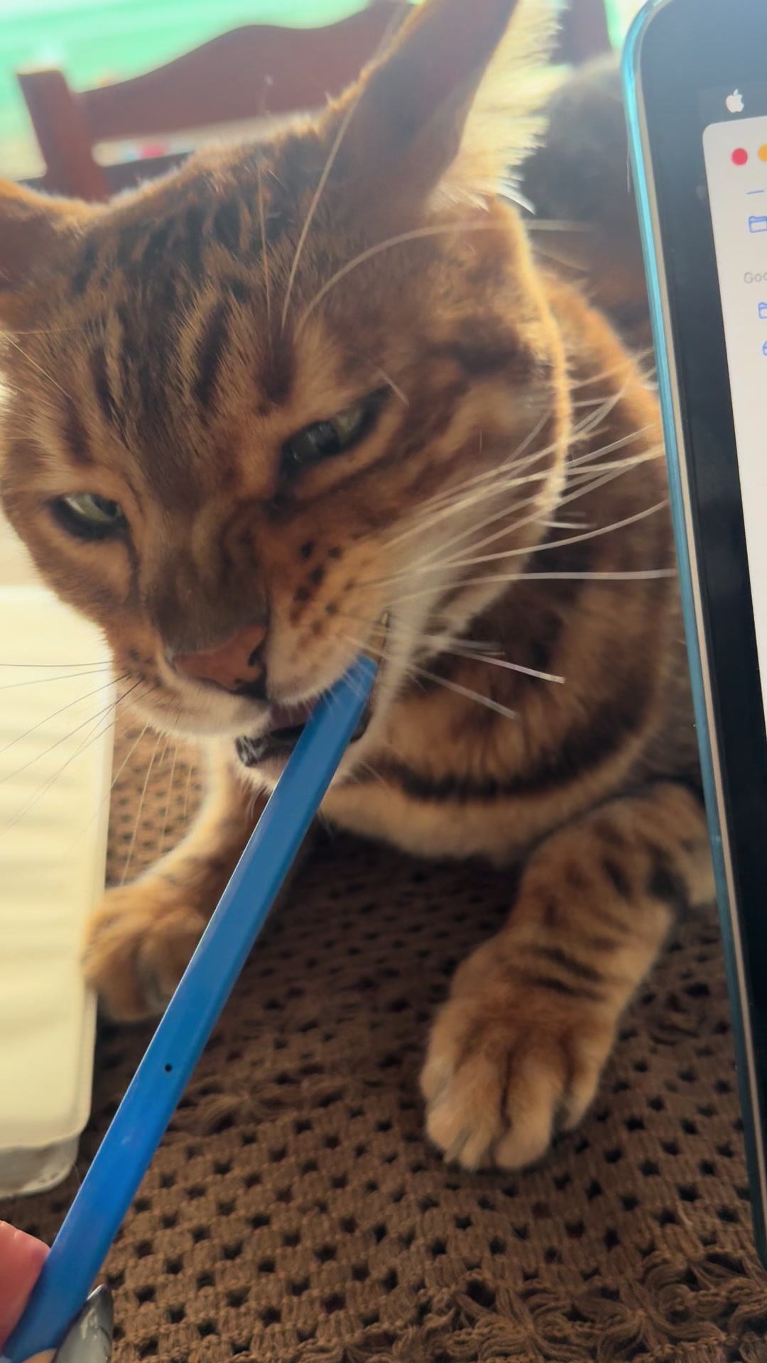 @TiggerthebrownBengal🇦🇺