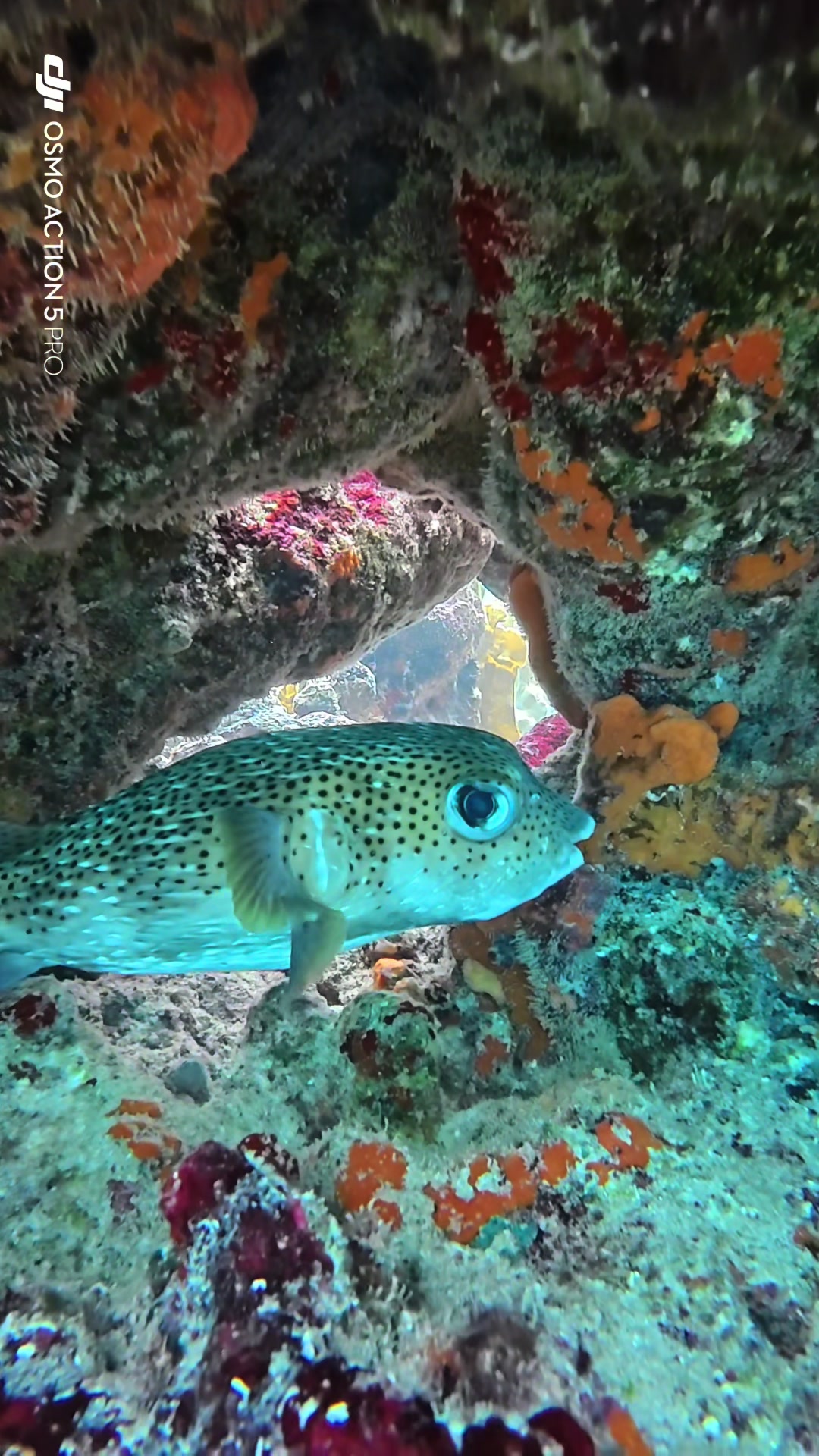 @dolphinsbonaire