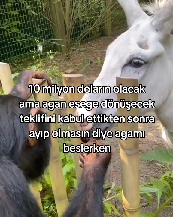 @rolland