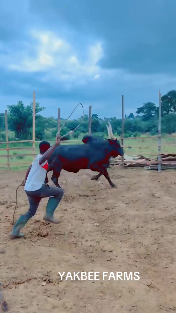 @YakbeeFarms