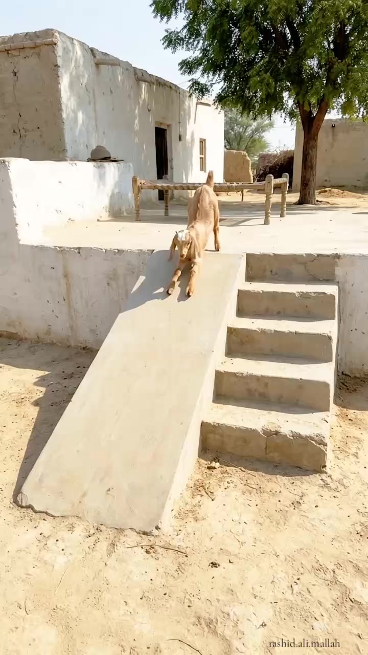 @Rashid Ali