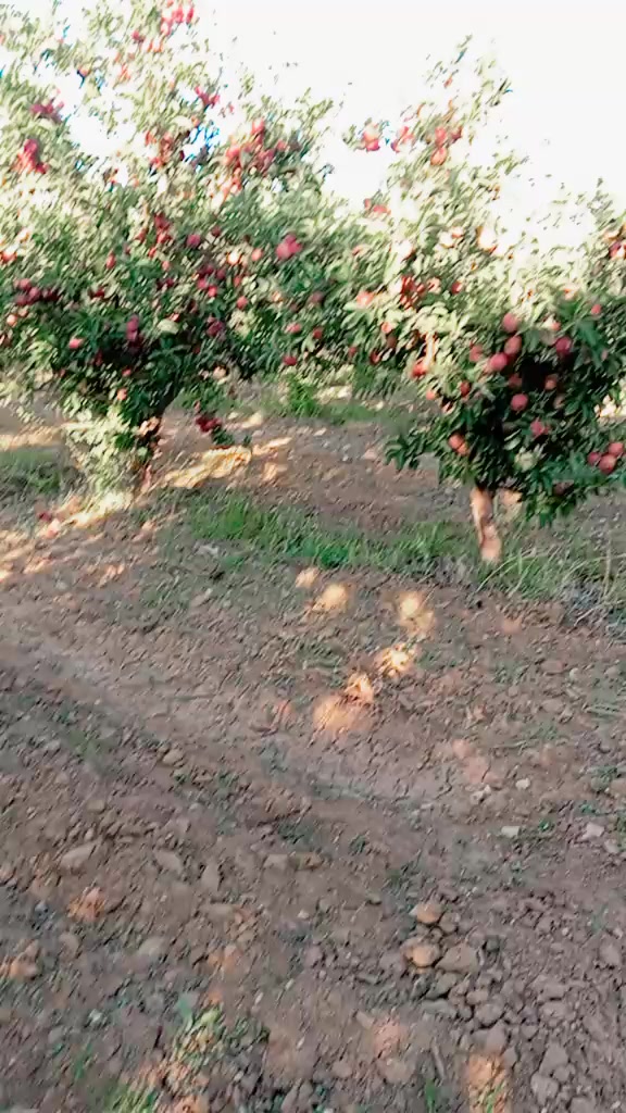 @Gara çocuk33🇹🇷