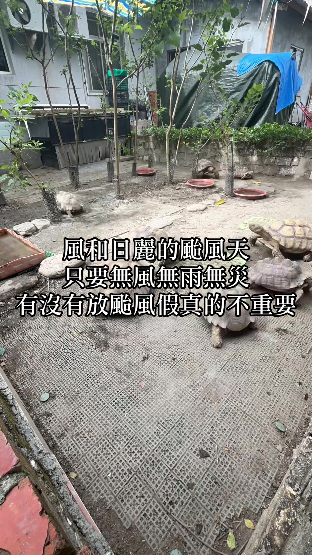 @琰 𝓛𝓸𝓷𝓰來了🐉〽️蘇卡達sulcata陸龜