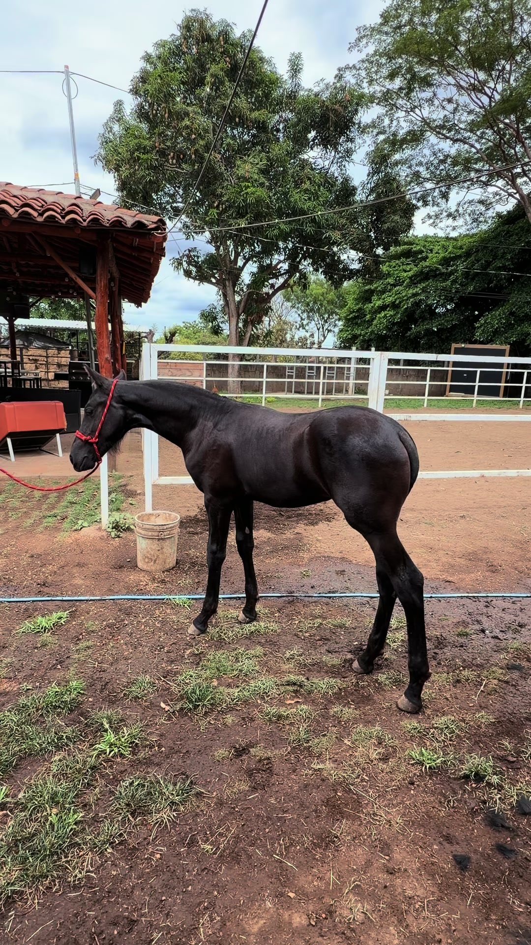 @EQUINOVET NICARAGUA