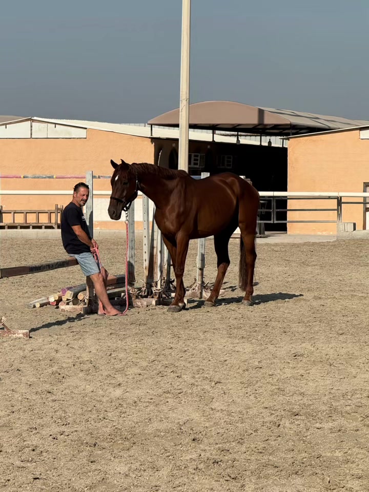 @Al Bosta Equestrian