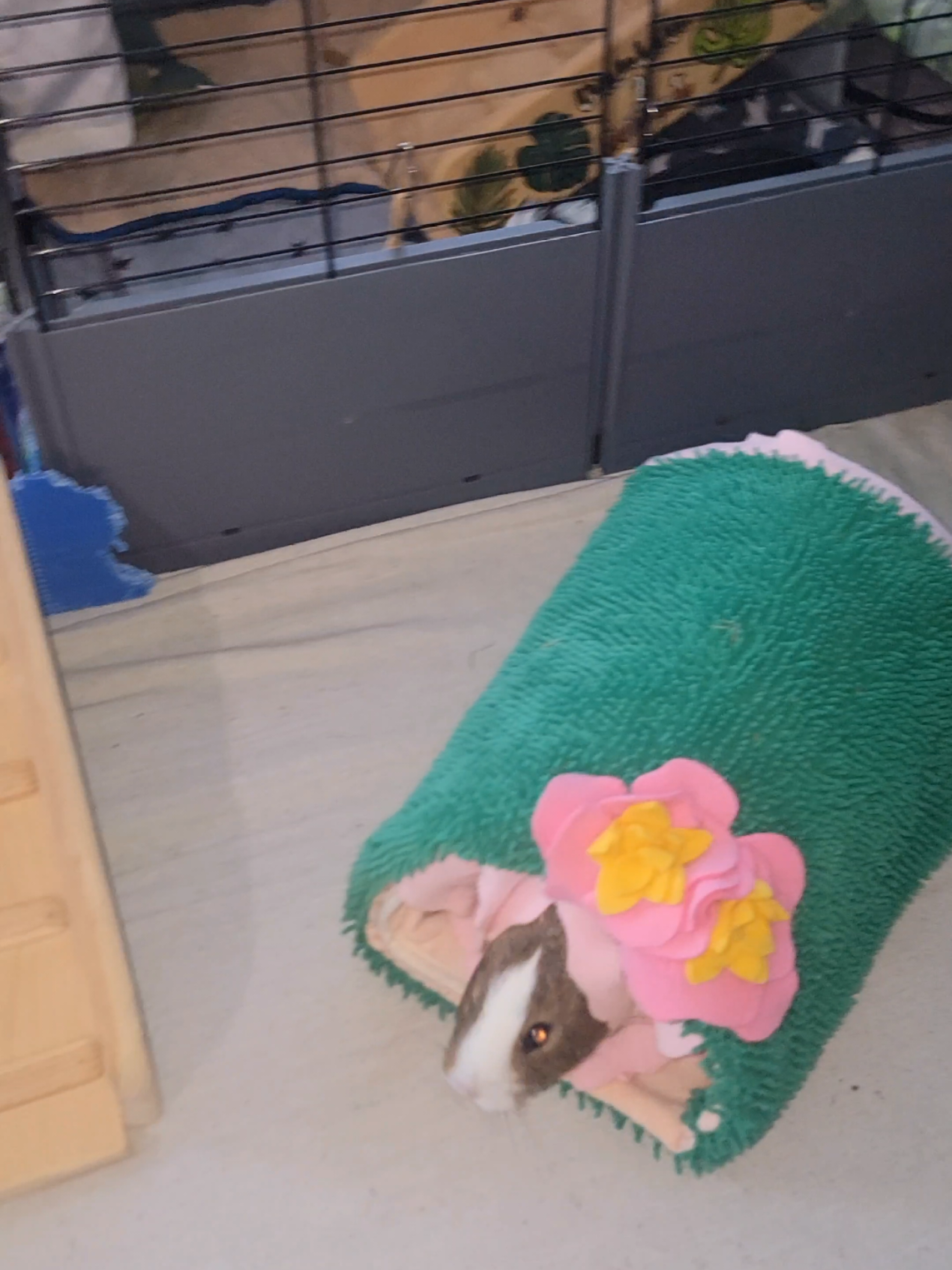 @Dunkin & Donut the guinea pigs