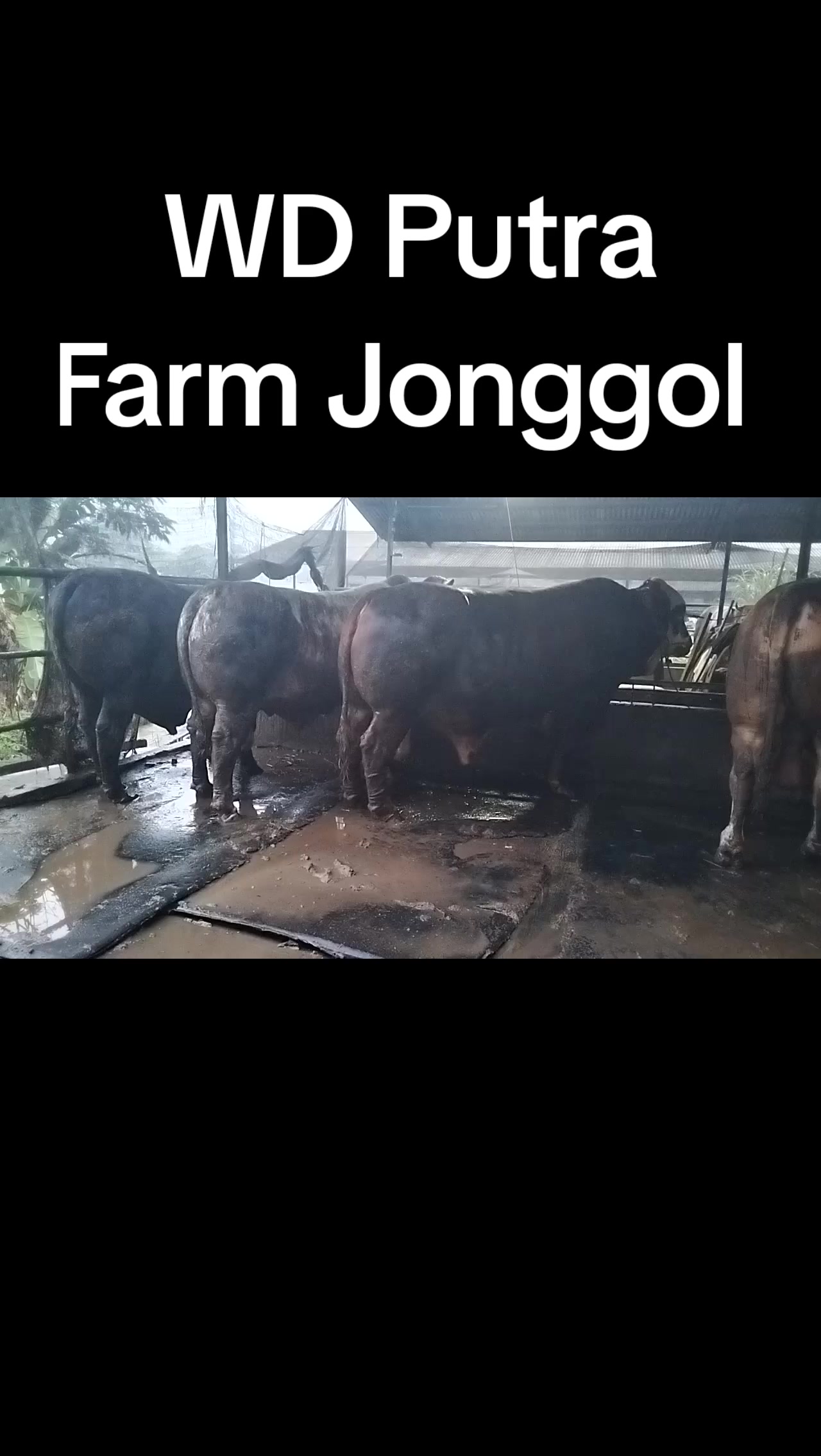 @padangzambrud