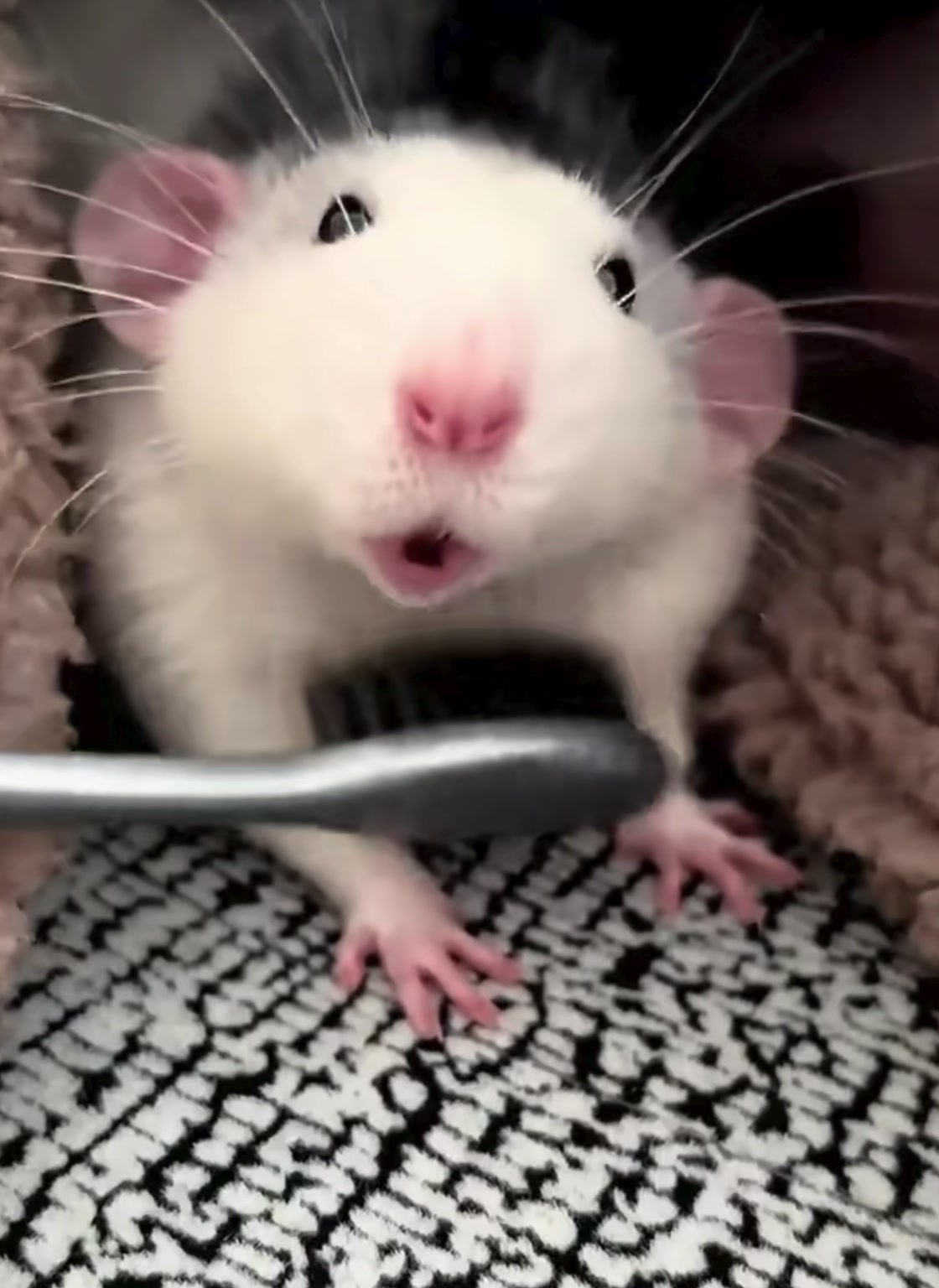 @Gargamel L'Féroce 🐀✨