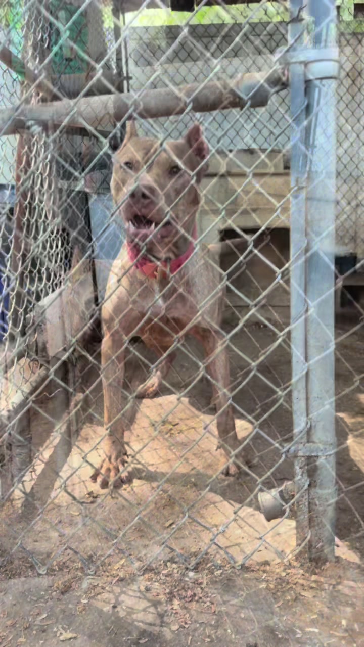 @WorldGoneMadKennels