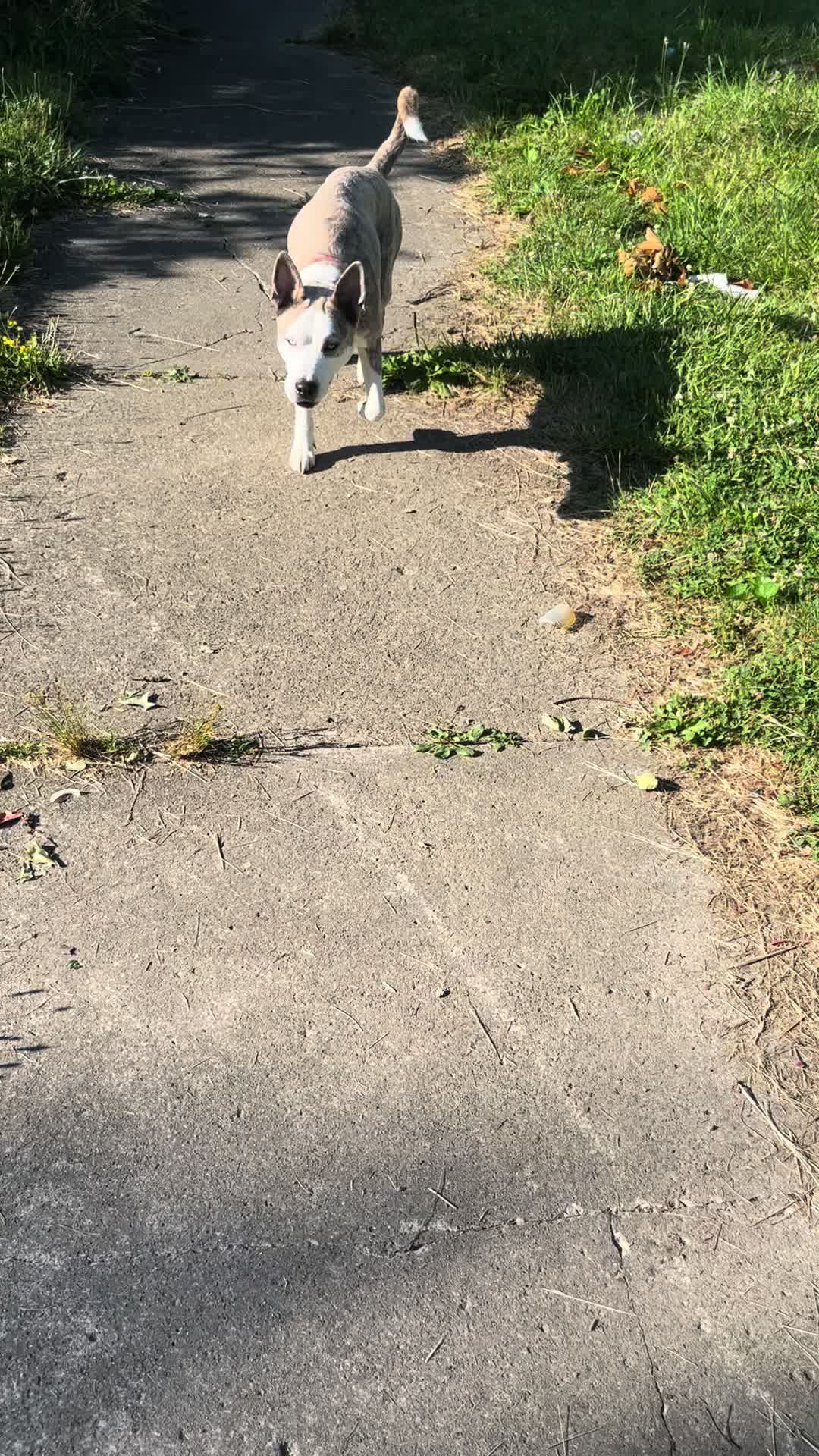 @Jay TheDog Trainer