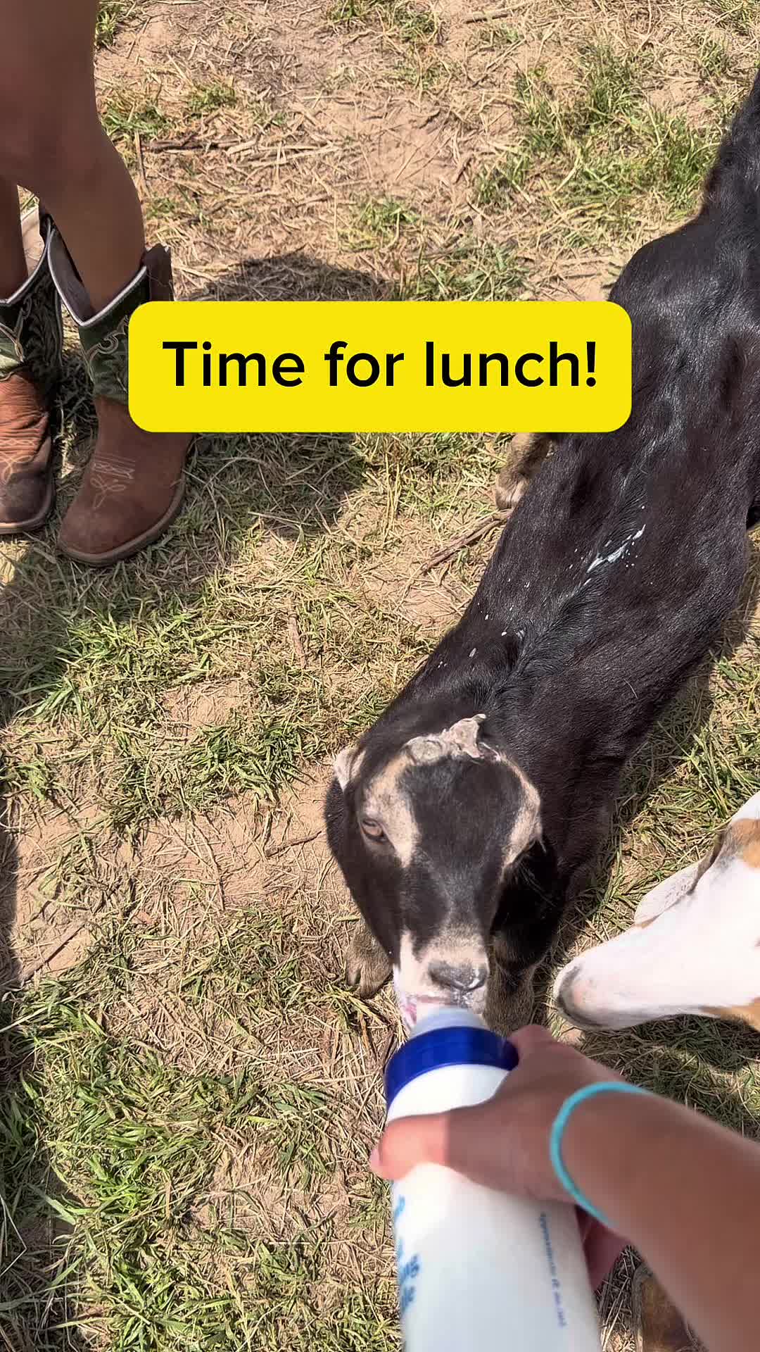 @Heart & Hoof Homestead