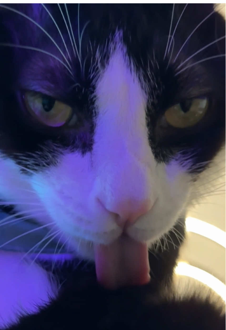 @Licking Cat