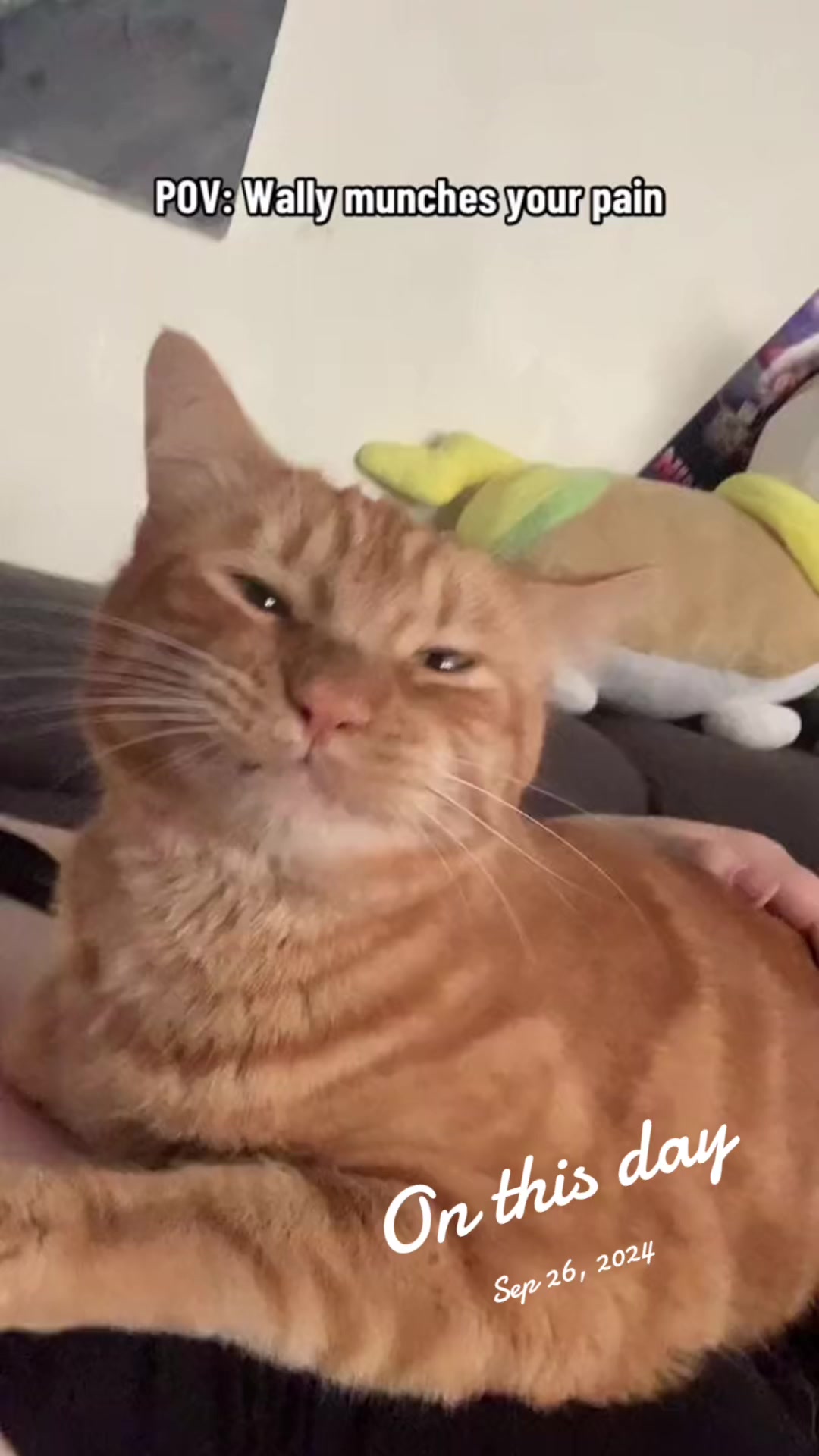 @diycatgeek (Wally & Howl)