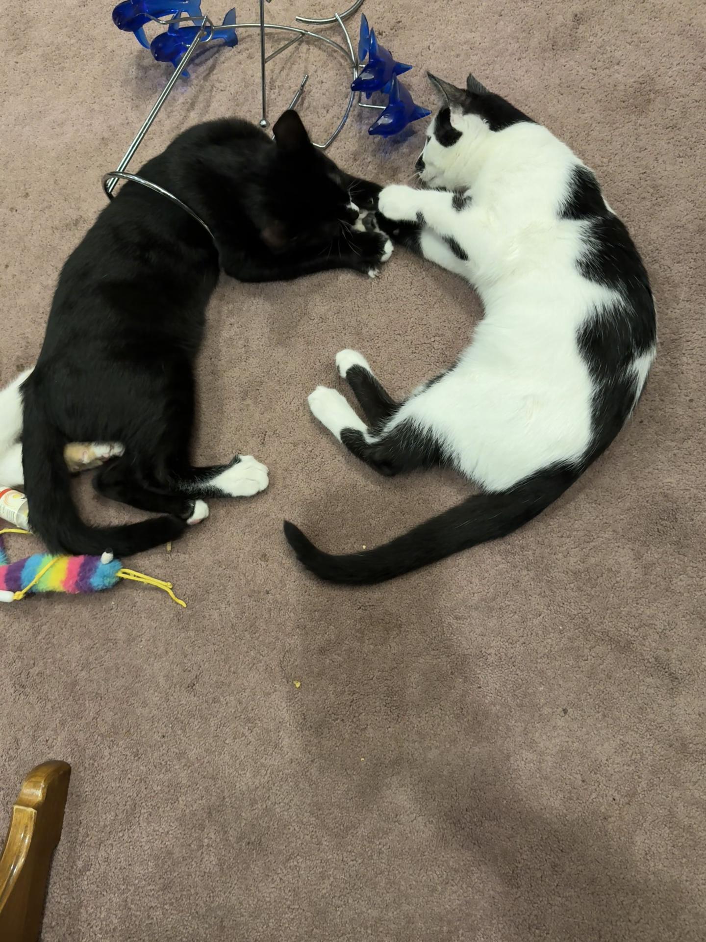 @zoiamassey