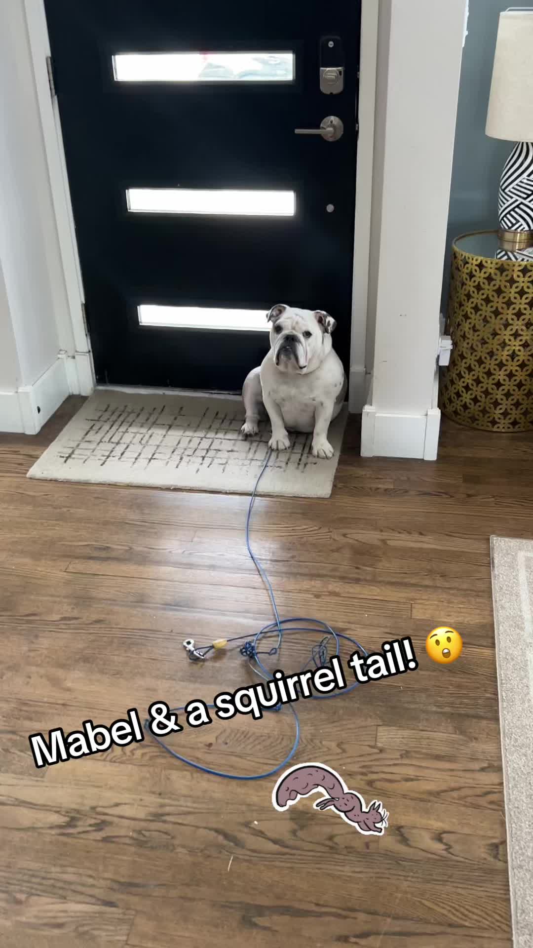 @MabeltheBulldog