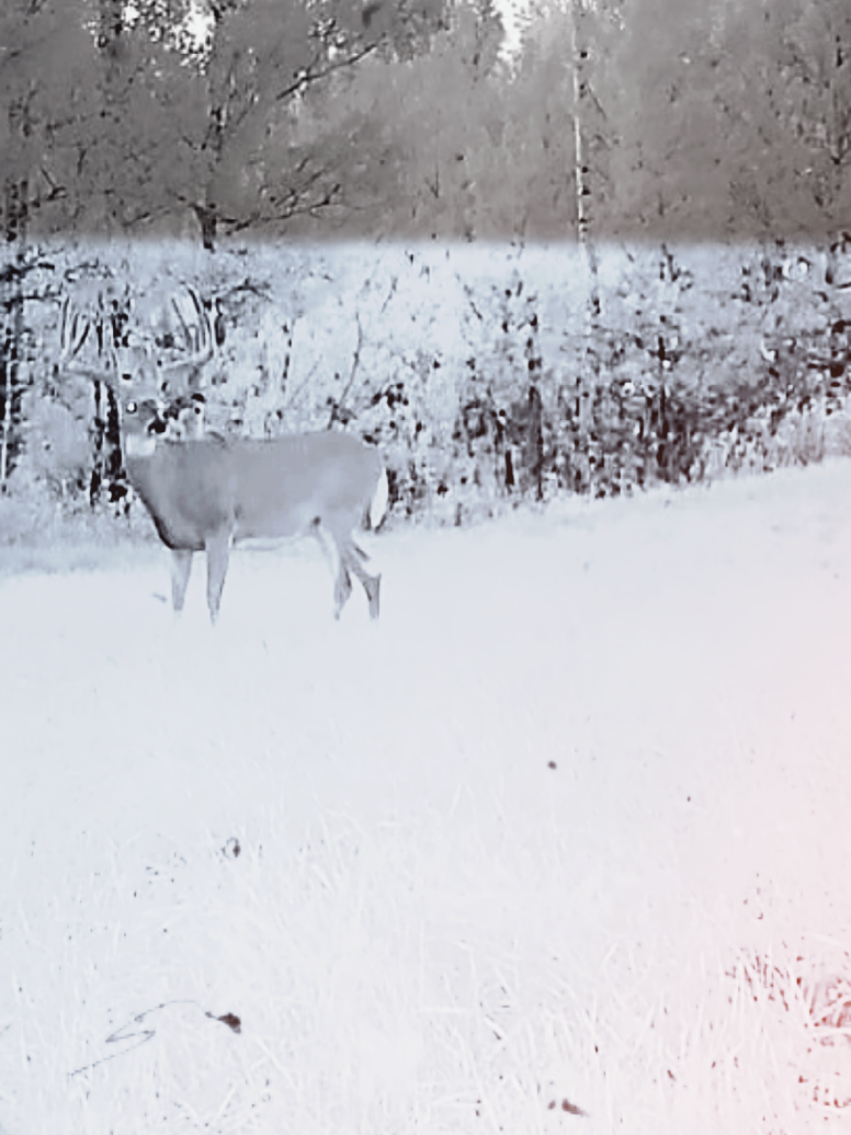 @ddwildhunts