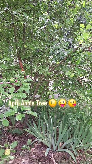 @Fayem🧚&zwj;♀️✨️🌼🌸🌻🧚&zwj;♂️