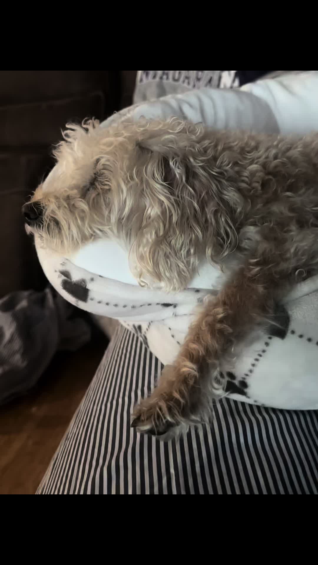 @He Was A PoodleBoi