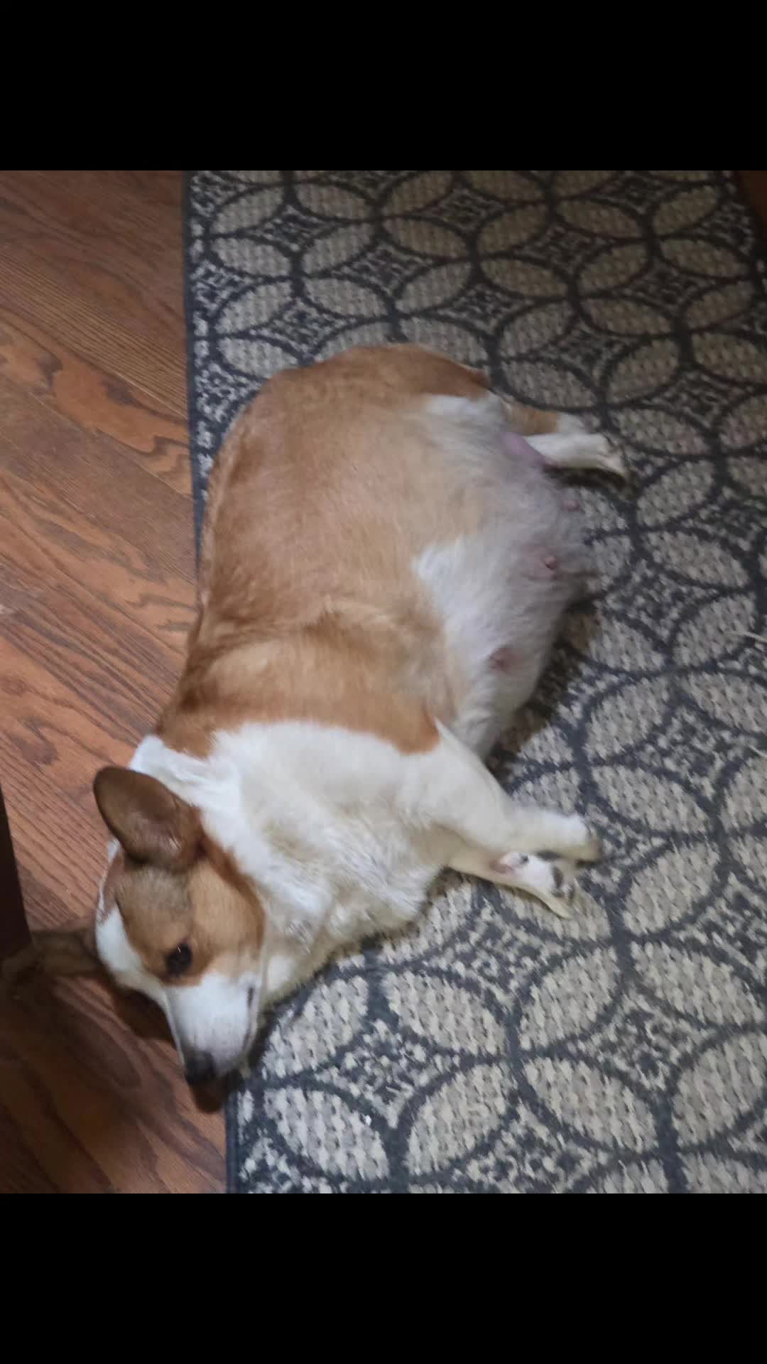 @PNW Pembroke Welsh Corgis