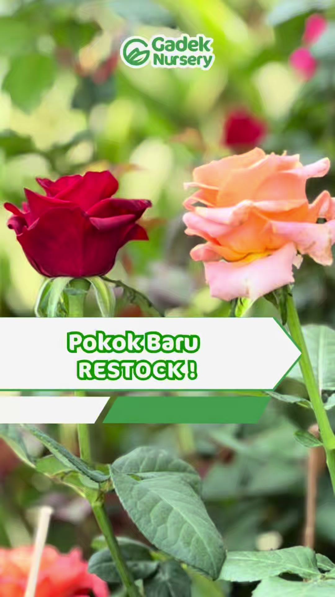 @Gadek Nursery