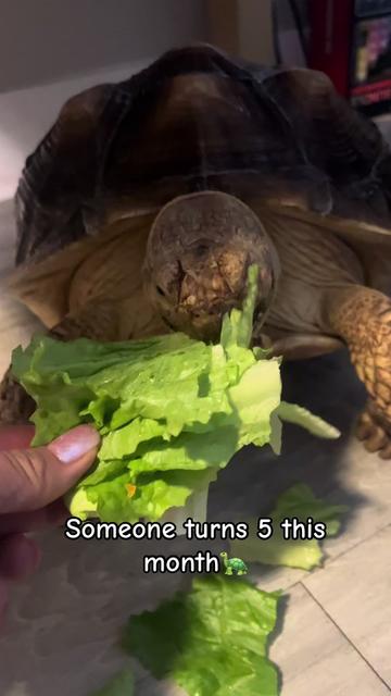 @Damaris