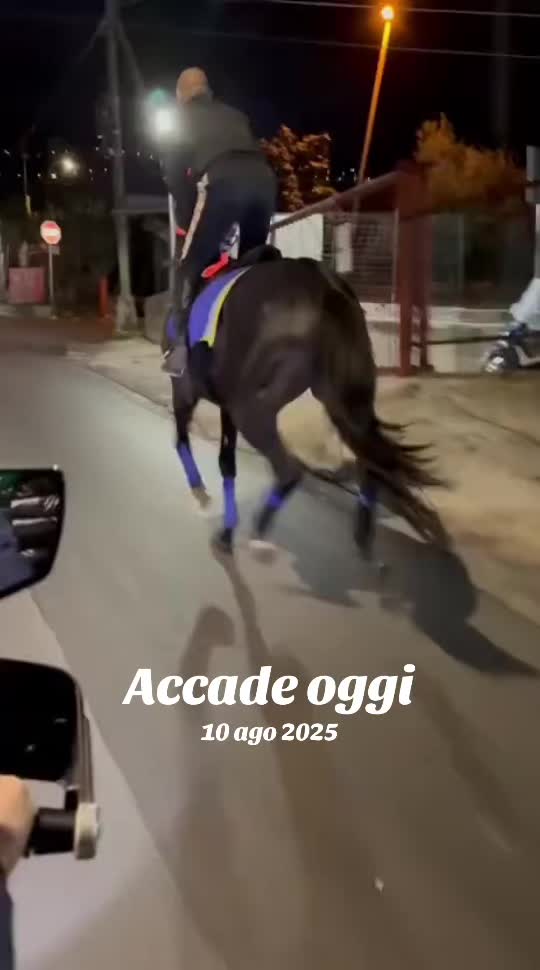 @Madonia 🐎