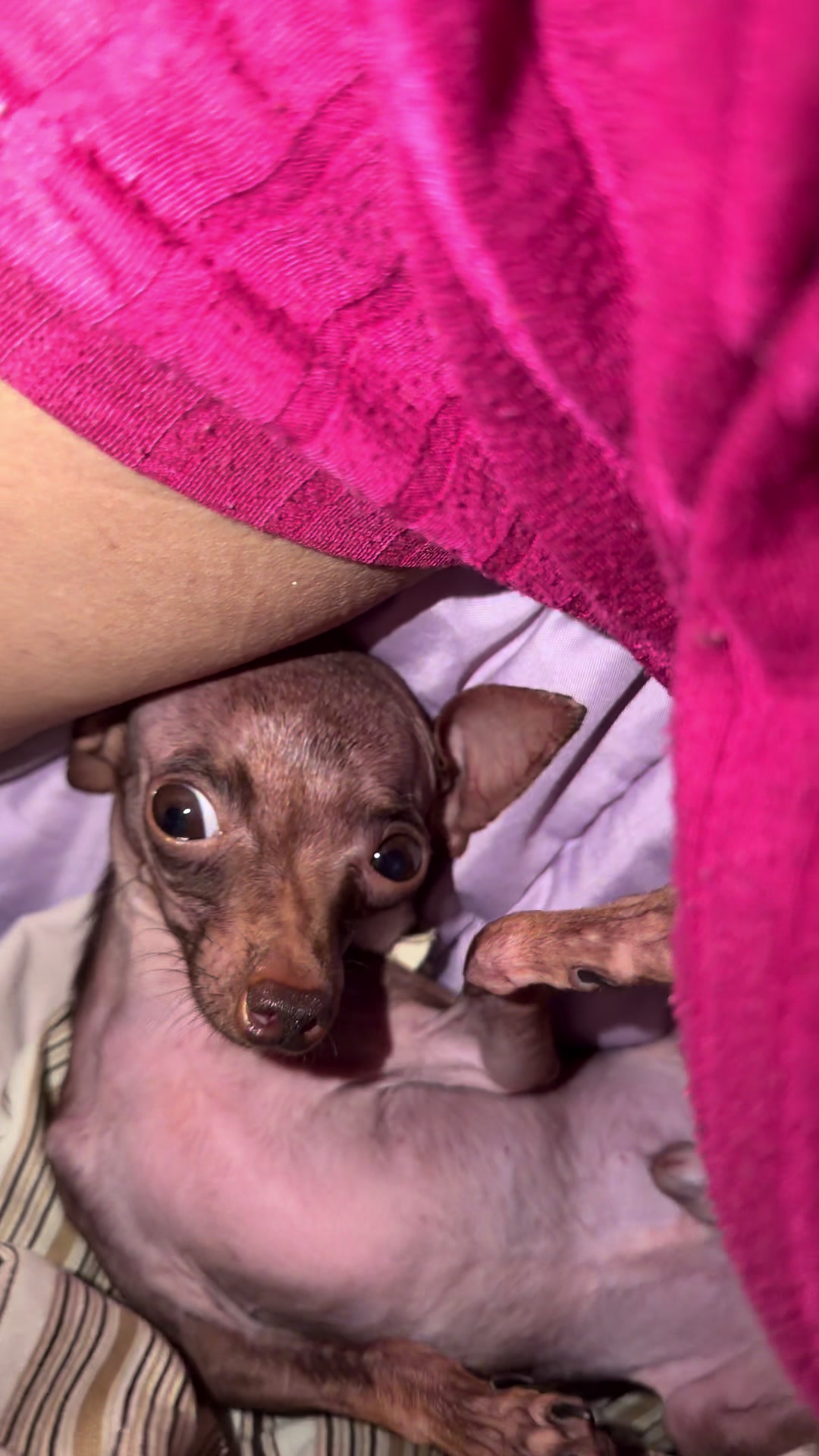 @rozi_pinscher_micros_of