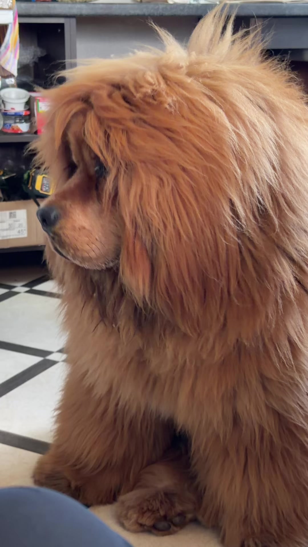 @Джампер 🦁 Jumper